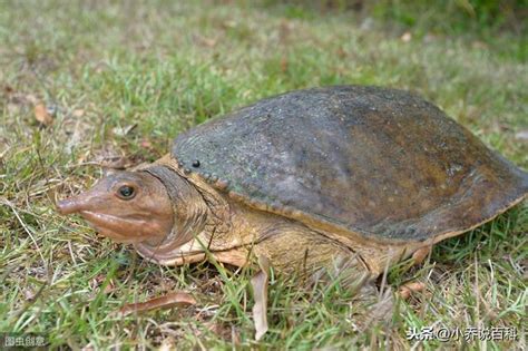 烏龜和鱉|烏龜、王八、甲魚和鱉的區別是什麼？看完長見識了